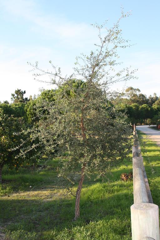 Monte Macario Alojamento Local โครูชี ภายนอก รูปภาพ
